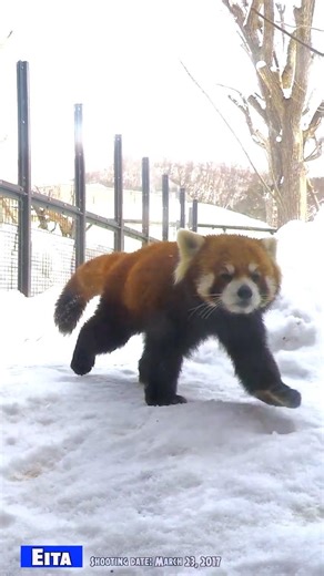 レッサーパンダのエイタ、穏やかな朝の風景（2017年3月23日）