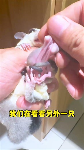 This video teaches you how to tell male and female sugar gliders... #sugarglider