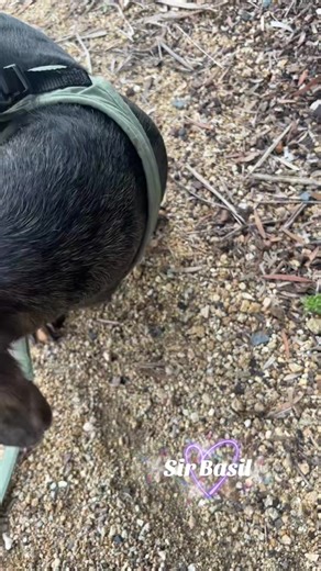 Bearded Postman Pat (@postman.pat261)’s videos with sonido original - Bobby O Charly