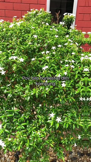 pandangan hijau2 je lebih tenang🍃🍀 Ayuh penuhkan slot utk februari nanti🙂☺️ #homestay #homestaykampung #naturevibes