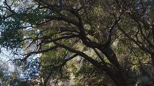 At one time, Chumash territory encompassed 7,000 square miles that spanned from the beaches of Malibu to Paso Robles. The tribe also inhabited inland to the western edge of the San Joaquin Valley. Utilizing resources from both the land and the sea, we called ourselves “the first people,” and pointed to the Pacific Ocean as our first home. We invite you to learn more about the rich history of the Santa Ynez Band of Chumash Indians at the Santa Ynez Chumash Museum and Cultural Center, now open to 