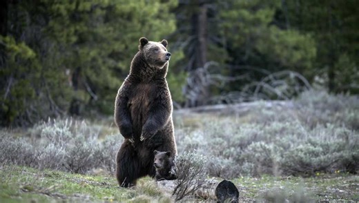 Grand Teton grizzly bear No. 399 killed by vehicle in Wyoming