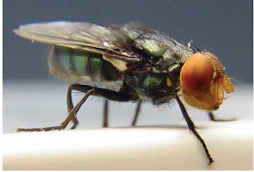 Painful Flesh-Eating Parasite Case Marks First For US In Years