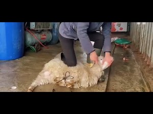 Woman Slaughter Animal | Woman Butcher