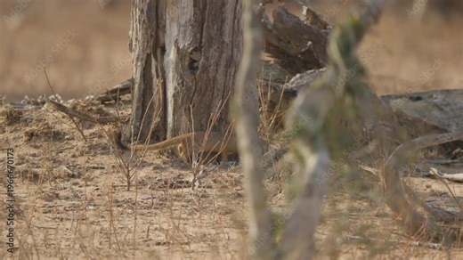 Slender mongoose walks cautiously past a large tree trunk, then stops to scan the area in dry savanna, with a blurred foreground branch partially obscuring its head.