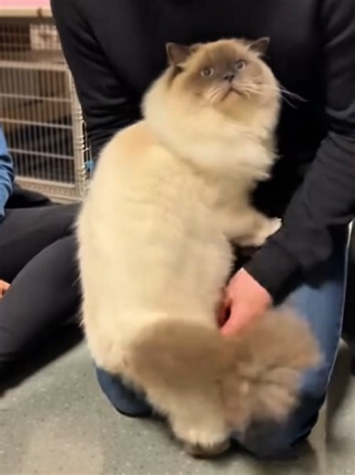 Emotional Journey of a Tired Ragdoll Cat 🐾💙