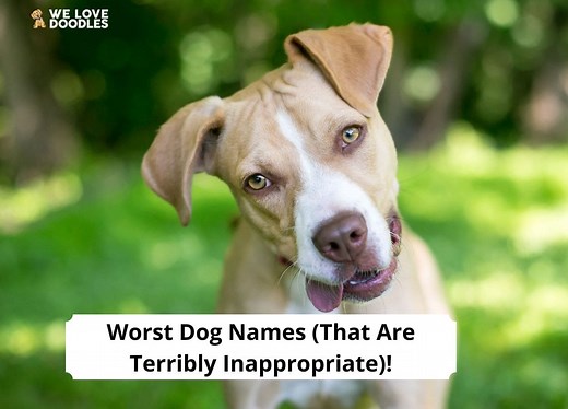 80 Worst Dog Names (That Are Terribly Inappropriate)! - We Love Doodles