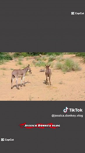 Exploring Beautiful Donkey Cross Breeding Techniques