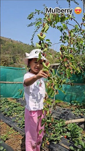 harvesting Mulberry 😍🥰 | Morus alba | Soh Langdkhur #horticulture #fruit #meghalaya #mulberry #asia