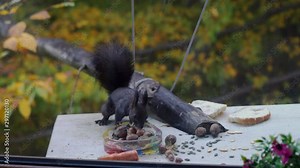 Squirrel gathering nuts for winter (Sciurus vulgaris)-Shoot from window glass - (4K)