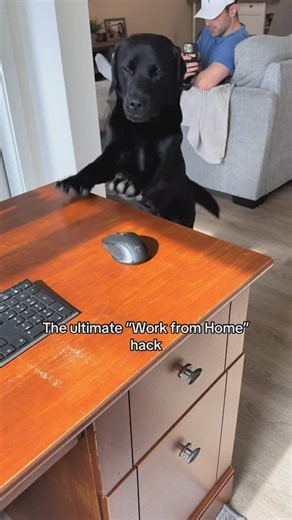 Kasey and Crouton | Step by Step Video tutorials LINK IN BIO #dog | Instagram