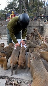 How fast monkey | Feeding Animal