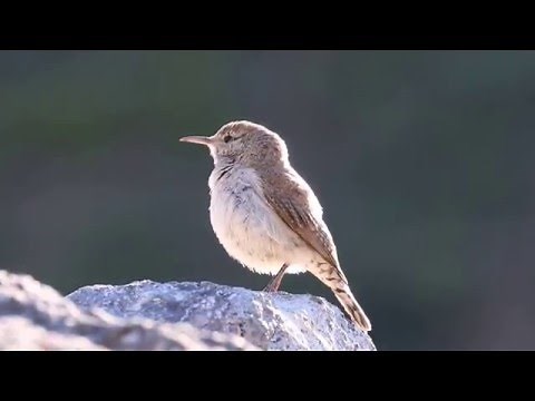 Rock Wren - Song 1