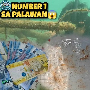 Number 1 na Hanap Buhay sa Palawan PANGHUHULI ng Baby Lobster 😱😍 Declaimer: This video is for entertainment purposes only | Dave Amigo TV
