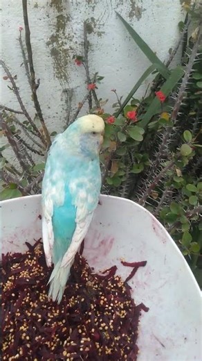 Wie elegant ein Wellensittich im ruhigen Moment wirkt