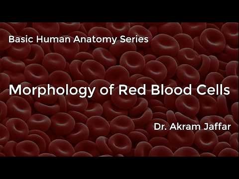 Morphology of Red Blood Cells
