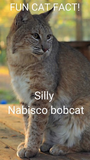 FUN CAT FACTS #1 Nabisco bobcat ~ #BigCatRescue #Bobcat #Florida #Sanctuary #FunFact #Cat # #CatFacts #FBReels #Reels2023 #CaroleBaskin #Funny | Big Cat Rescue