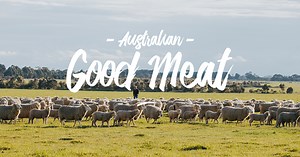 Mulesing & Mulesing Alternatives | Animal Welfare | AGM
