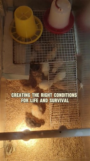 What is Brooding in Poultry and the important things you need to know before starting. #layerchicken #agriculture #healthychicken #farming #broilerchickens #poultry #poultryfarming #chicken | Poultry Tips