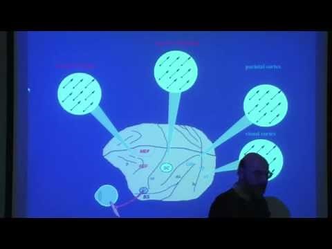 11. The neural control of visually guided eye movements 2