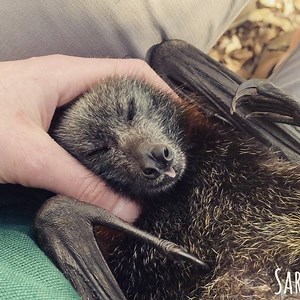 Banksi head #noogies #batsarenotpets #education #vaccinatedandlicensedkeeper #batsofinstagram #pteropuspoliocephalus #threatenedspecies #protectthemorlosethem #notouchnorisk #banksi #lovebats Banksi is an unreleasable flying-fox who lives a pampered captive life with a special group of fellow batty ambassadors in a large aviary at the Australia Walkabout Wildlife Park. This group of bats are regularly handled by a small group of dedicated rangers who are vaccinated and licensed, so that they can