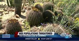 Bees suffer due to climate, environment