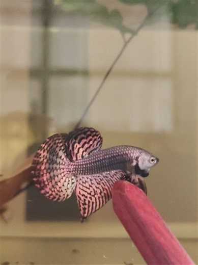 Alien Copper Hybrid Wild Betta #qualitybettafish #alienbetta #aliencopper #bettabay