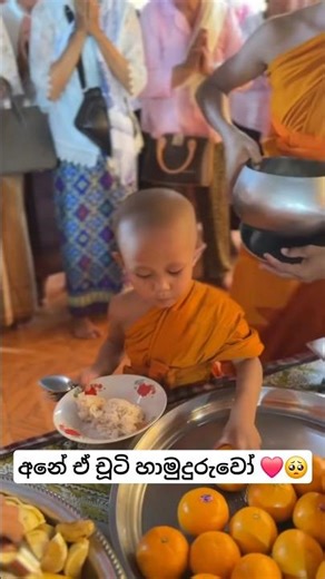 🙏❤️ අනේ ඒ චූටි හාමුදුරුවෝ . #shorts #trending #buddha #buddhist #buddhistculture #dhamma