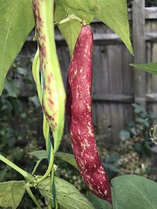 Are There 23 Beans For UK Gardens & Allotments? - Bite Sized Gardening