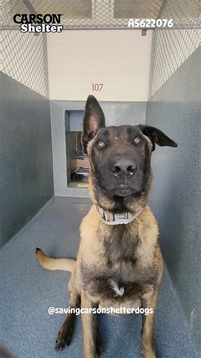 35K views · 2.6K reactions | Adopted A5622076 ✰ Charger -4/29/24-...