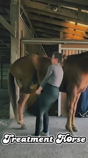 Stallion Horse Treatment and Care Tips