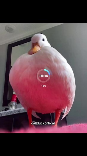 Enhancing My Duck with AI Filter