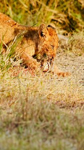 Lion Cub Attacks Zebra’s Lips - Jaun Slabbert from Ngala Ways Safaris | Latest Sightings - Kruger
