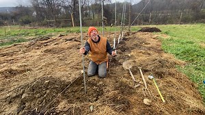 Staking a Semi Dwarf Apple Tree