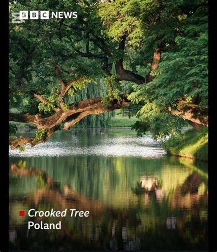 European Tree of the Year #tree #europe #competition