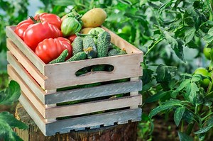 Top 20 Garden Vegetables to Grow