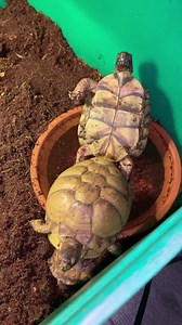 three toed box turtle mating