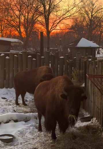 Memorable Moments at Buffalo Zoo in 2025