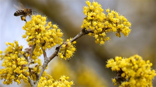 Schnittgut: Schnittgut, 25.03.26: Bienenfreundliche Frühblüher