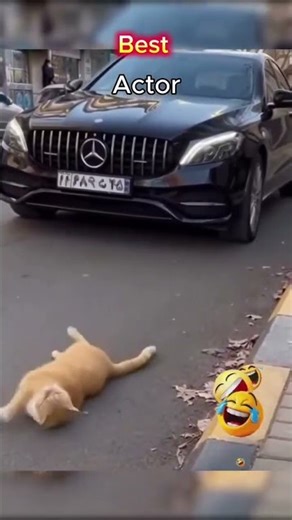 Best Actor Cat Ever 😹🐱 | Oscar-Worthy Performance #BestActorCat#OscarWorthy#FunnyCat#ActingCat