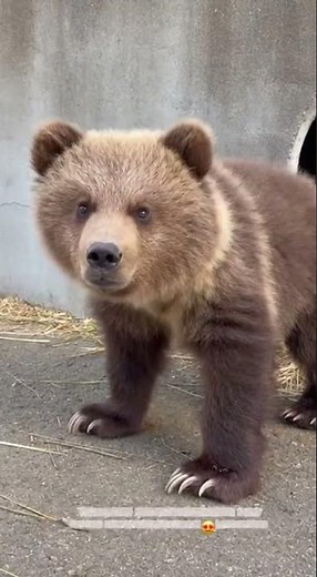 A Himalayan Brown Bear Cub Wakes Up After Hibernation 😍