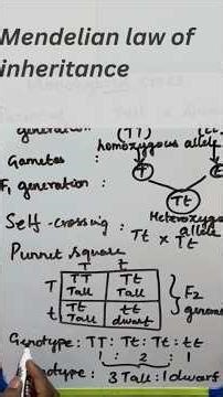 Monohybrid Cross Made Easy with punnet square | Genetics Basics