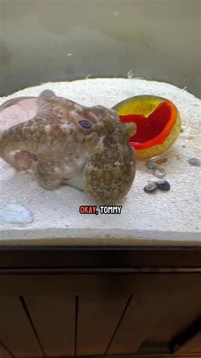 JB Today on Instagram: "🐙 Watch Tommy the octopus struggle and finally succeed in opening a jar for a tasty crab treat! 🦀 His determination is truly admirable! #OctopusGenius #CrabTime #nature"