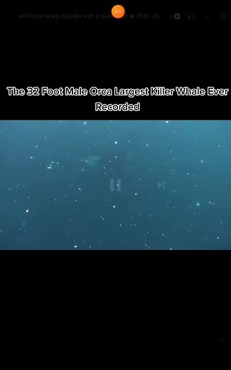 The 32 Foot Male Orca - Largest Orca Recorded in History