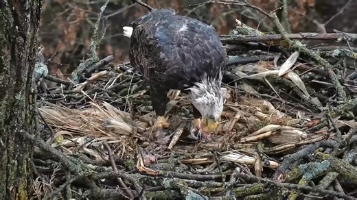 Order up! What's on the menu at the North nest? We crunched our 2024 numbers to discover what Mr. North, DNF, and the eaglets were eating: breakfish, second breakfish, eightses, luncheon, afternoon raccoon, cowghetti dinner, and breakfish for supper! Click the link for more than you might want to know about the Norths' gustatory preferences, food deliveries, feedings, self feedings, hearty family-style dinners, and Bald Eagle amuse-bouche! https://www.raptorresource.org/2024/11/21/2024-whats-on-