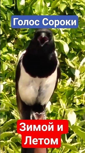 Голос Сороки зимой и летом. #птицы #birdsong #сорока #magpie