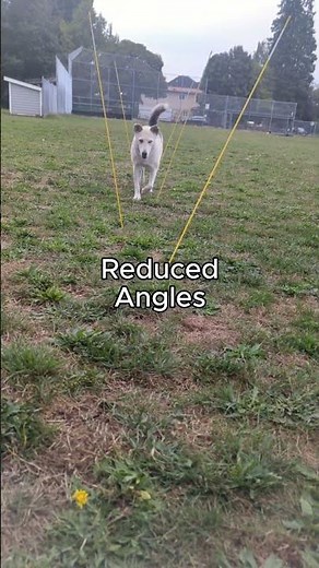 DIY agility weave poles #dogtraining - success!