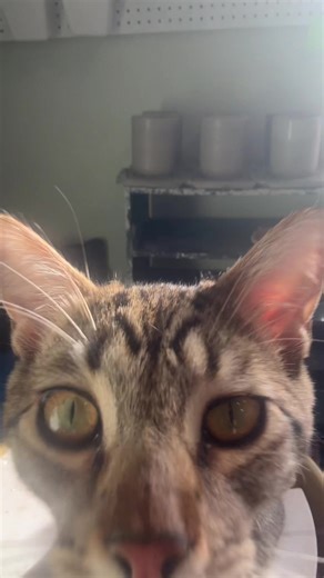 I love my pottery setup!!! I love how everybody loves to hang out while I’m making pots! #pottery #kitten #smallbusiness