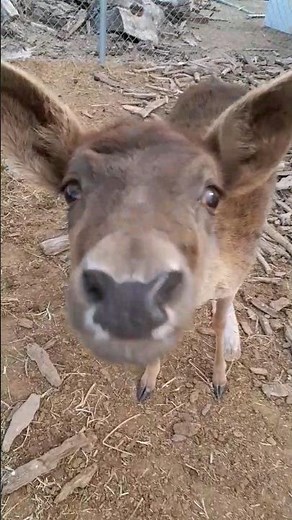Adorable Squeaking Deer