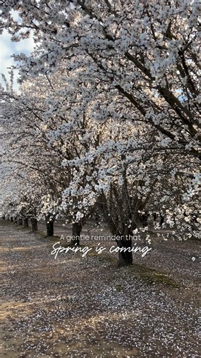 A gentle reminder that Spring is coming 🌷 . . . . #Spring #nature #springdecor | The Brooks Nest